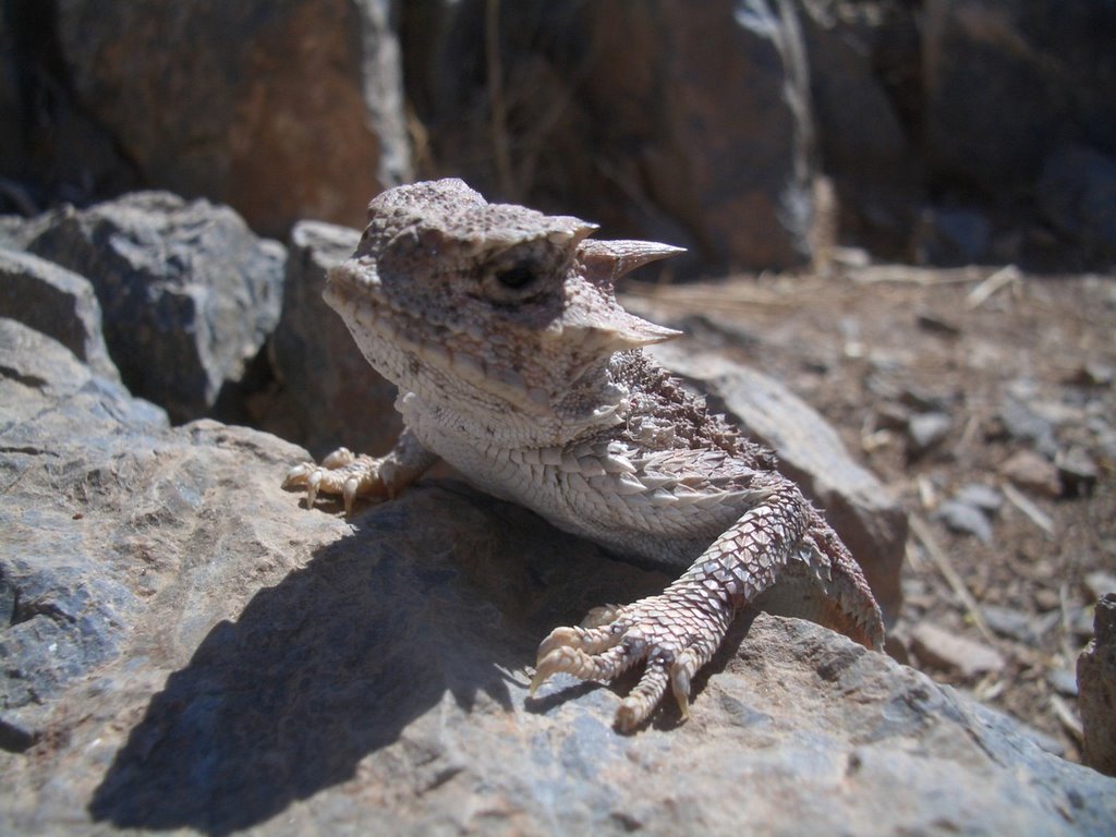 Un drago nella valle della morte... by BaldoTravel