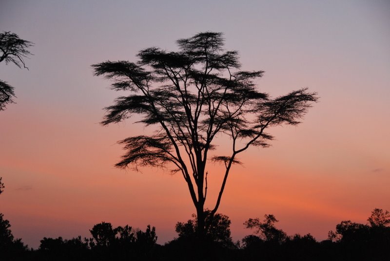 Kenyan dawn by William Stephens