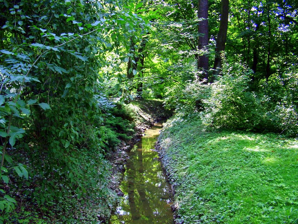 Erdei tükör - Mirror in forest by Pinke László