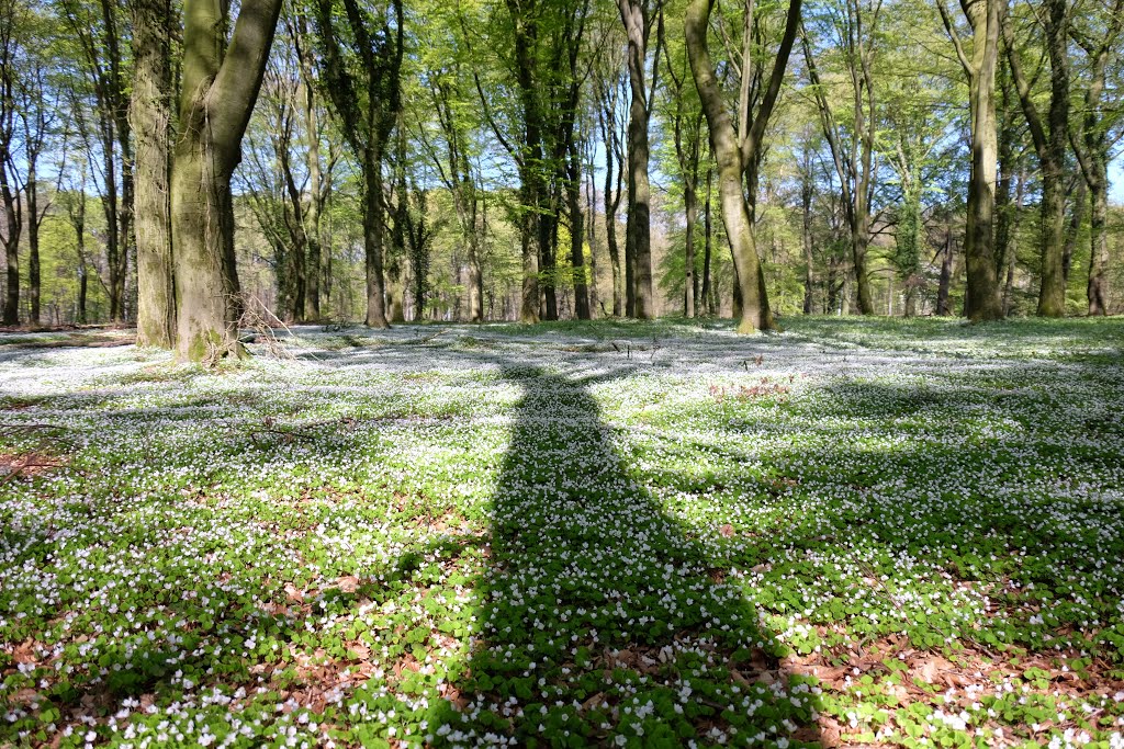 Westelijk van Schaarsbergen, Arnhem, Netherlands by Ben Bender