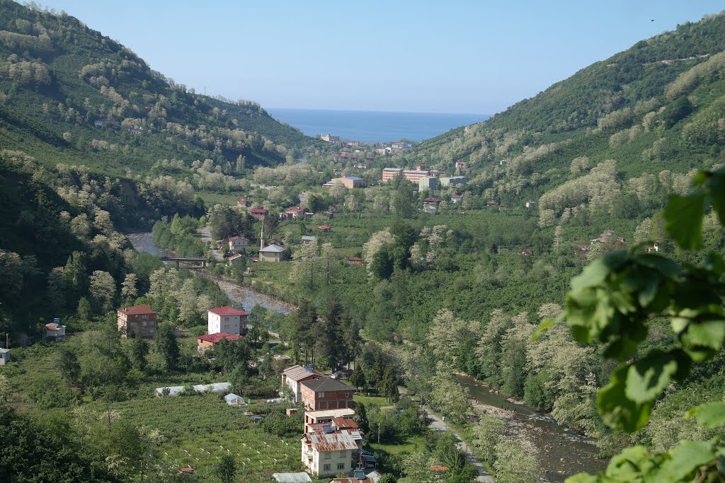 52010 Turnasuyu/Gülyalı/Ordu, Turkey by salim kartal