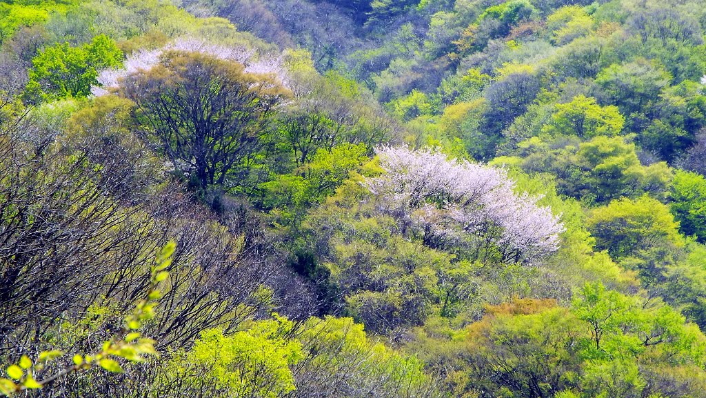 Old Remains:Itadori-juku of Hokkoku Kaido　春の山々　北國街道板取宿から by Pale Blue