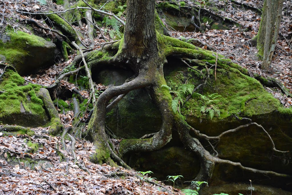 Conkles Hollow State Nature Preserve by plumgarden