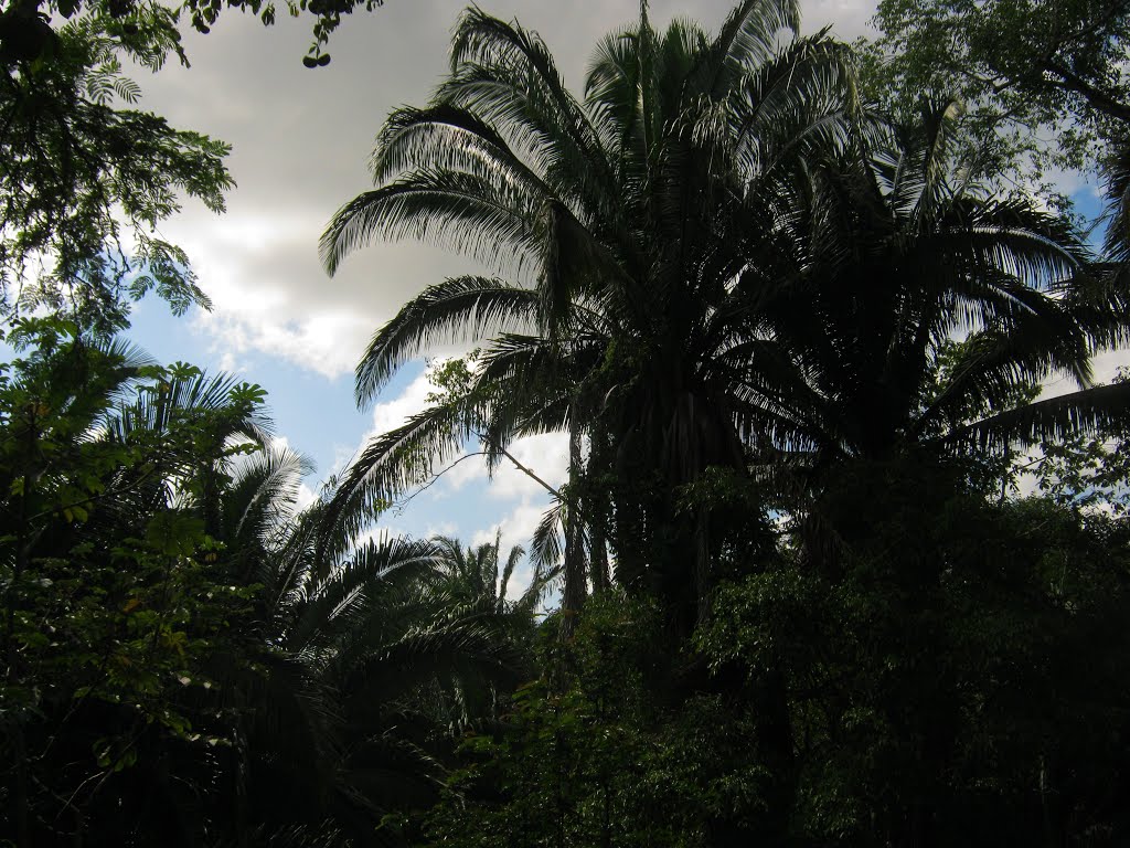 Palmar con Attalea cohune (corozo) in the rainforest by Werner Wruck