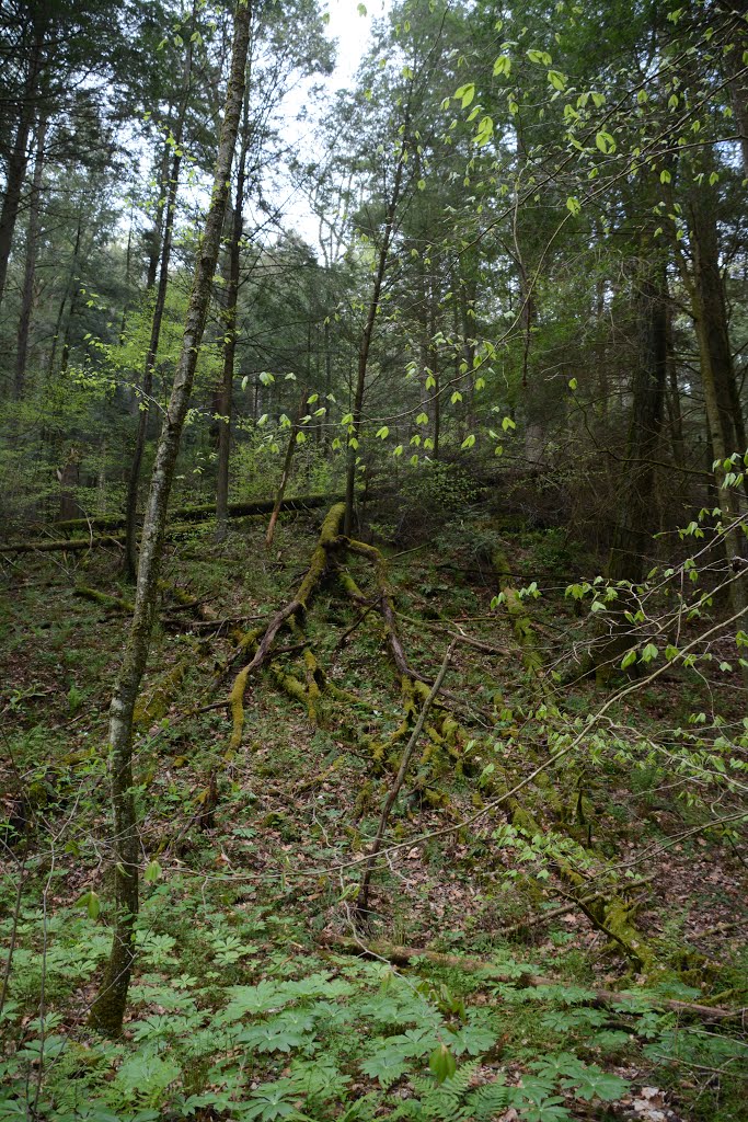 Conkles Hollow State Nature Preserve by plumgarden