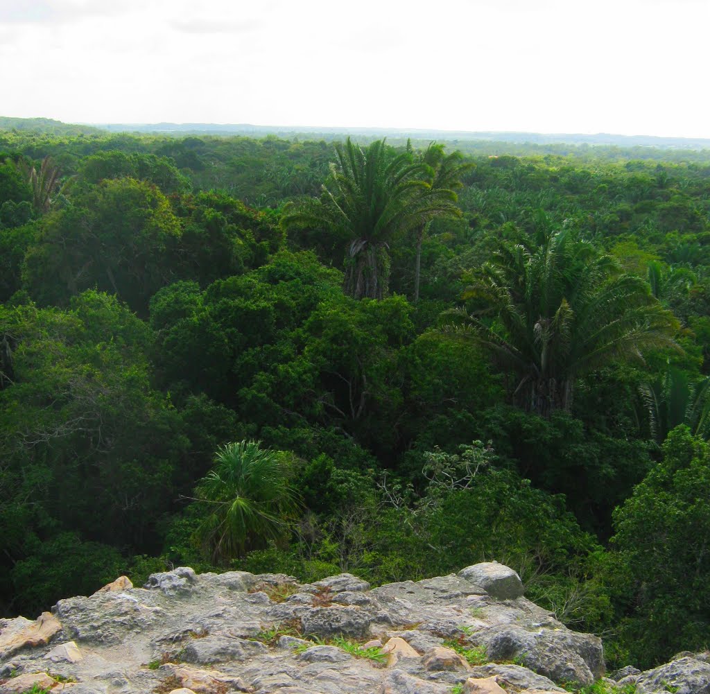 View south from the top of High Temple, Lamanai by Werner Wruck