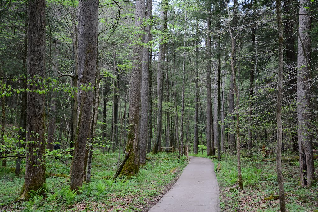 Conkles Hollow State Nature Preserve by plumgarden