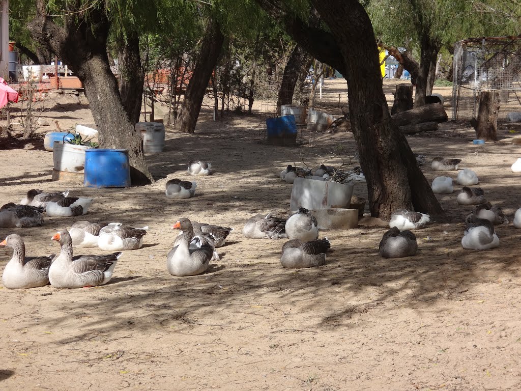 Victoria Department, Entre Rios, Argentina by Oscar Tognocchi