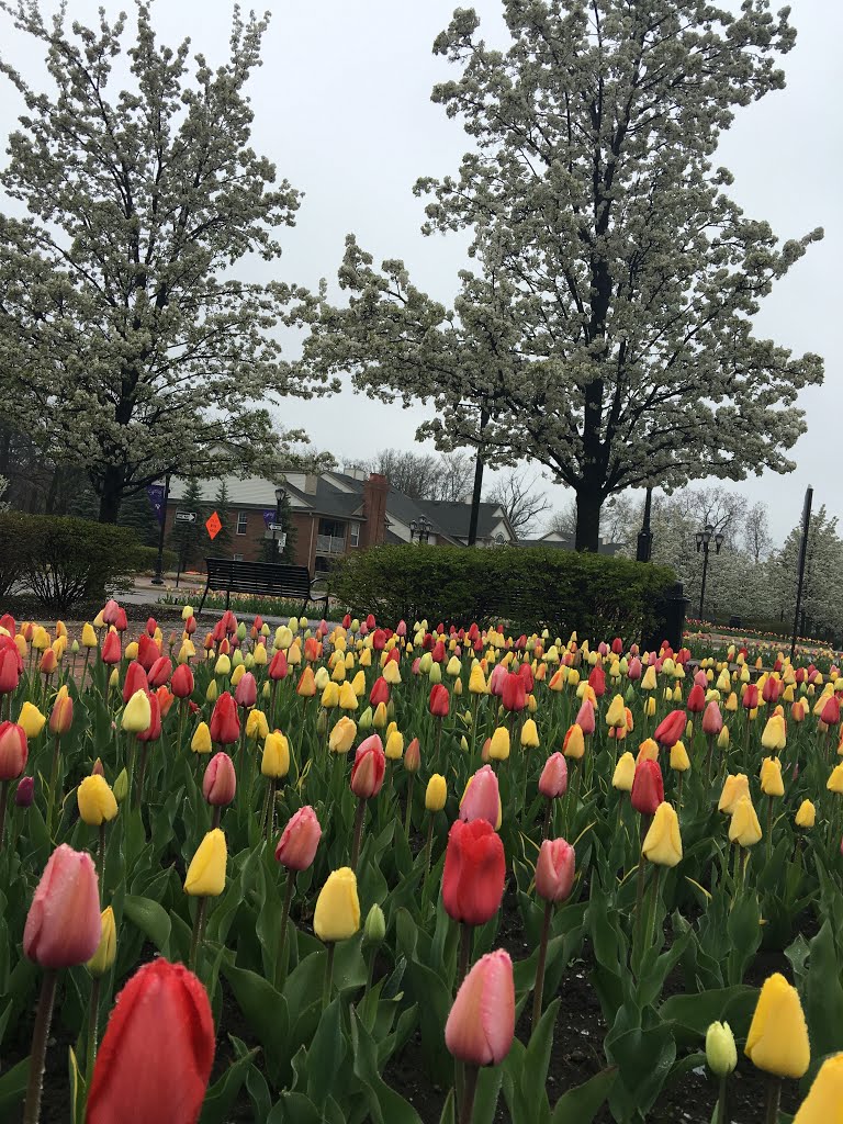 Downtown in spring. by Alice A. Galoppi