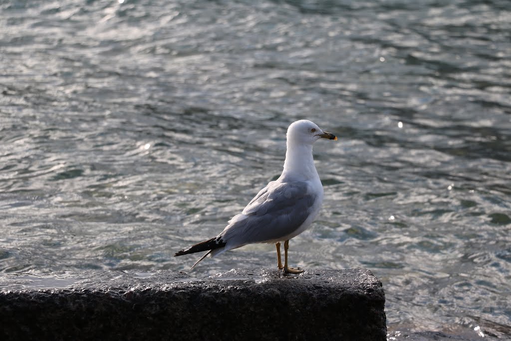 Birdlife on the western shore of Upper Waterton Lake, 14072015 by Greagoir Cathasaigh