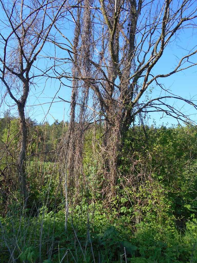 Zolotonis'kyi district, Cherkas'ka oblast, Ukraine by юра запеченко