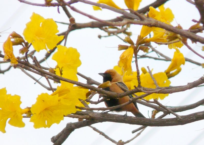 Saí amarelo (saí caboclo) ♂ _Tangara cayana_ | tajy by Emerson R. Zamprogno