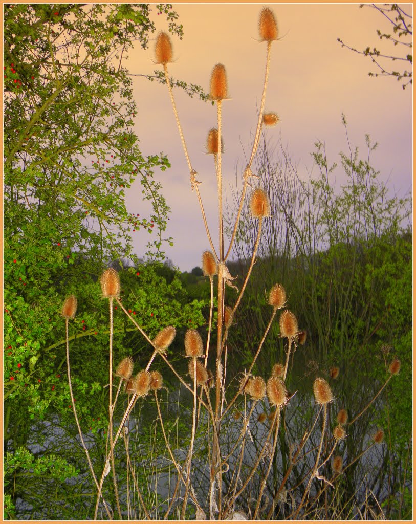 Dipsacus Fullonium (silvestris) by Fred Fouarge