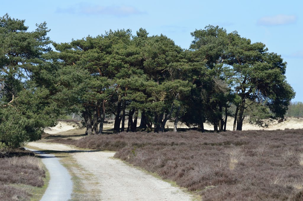 Fietspad Balloerveld by Hylco Bouwstra