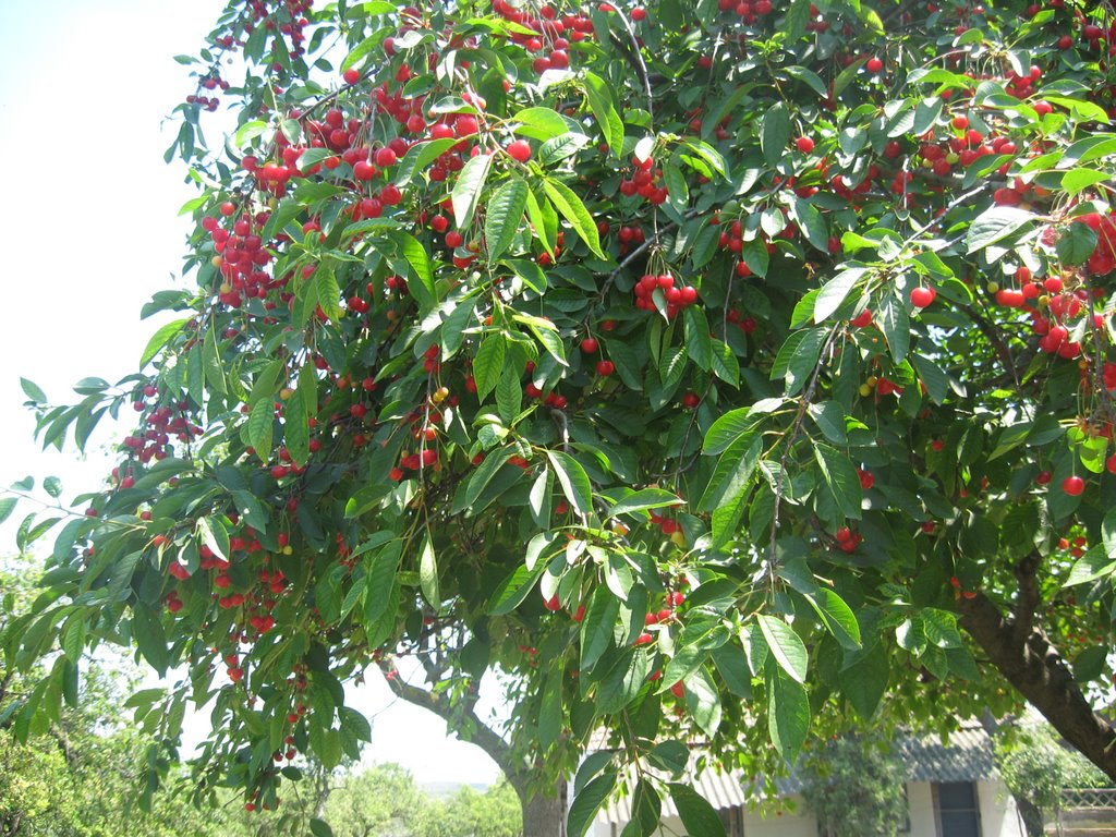 Cherry in Monastery Saon by Sonja Sofronić