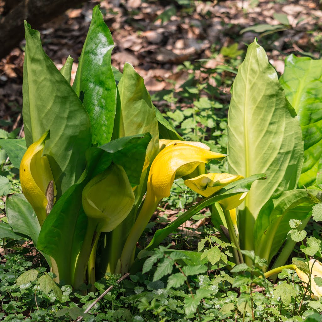 Frühling im Rombergpark Dortmund! 2016_05_R&M by mrsiko