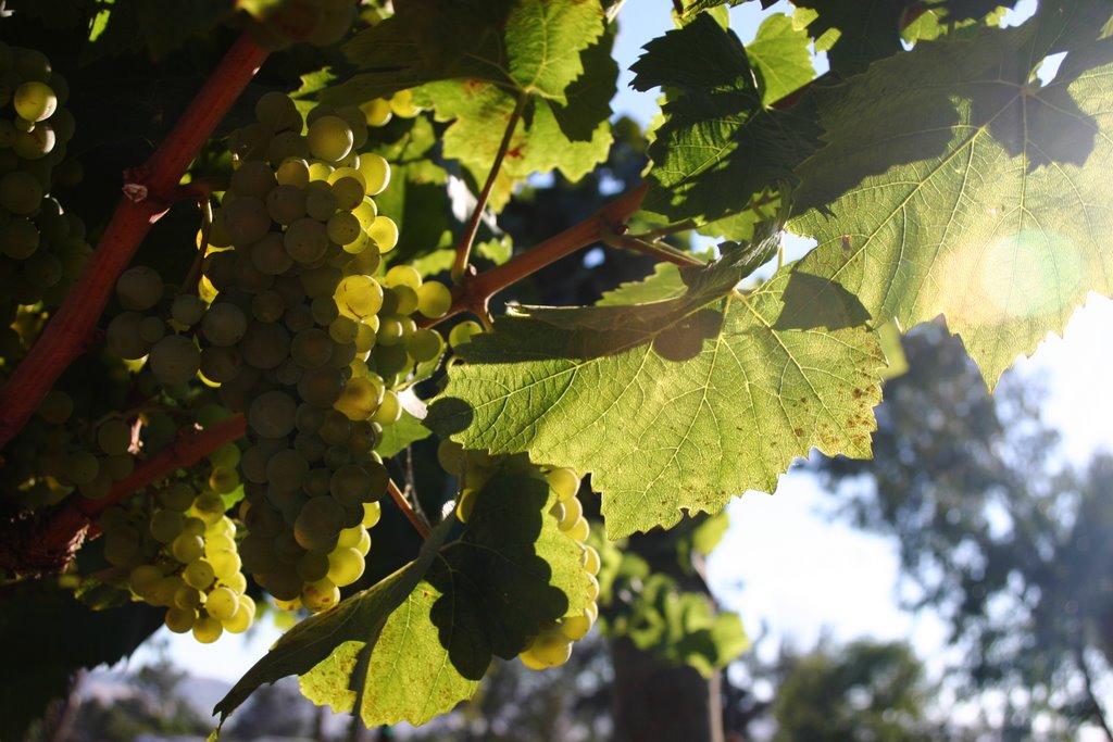 Grape @ Napa Valley by JohnMcClaine