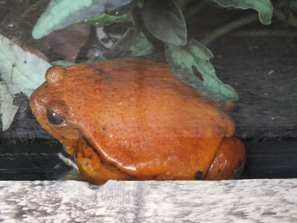 9190 Tomato Frog, Chester Zoo by AnandLeo