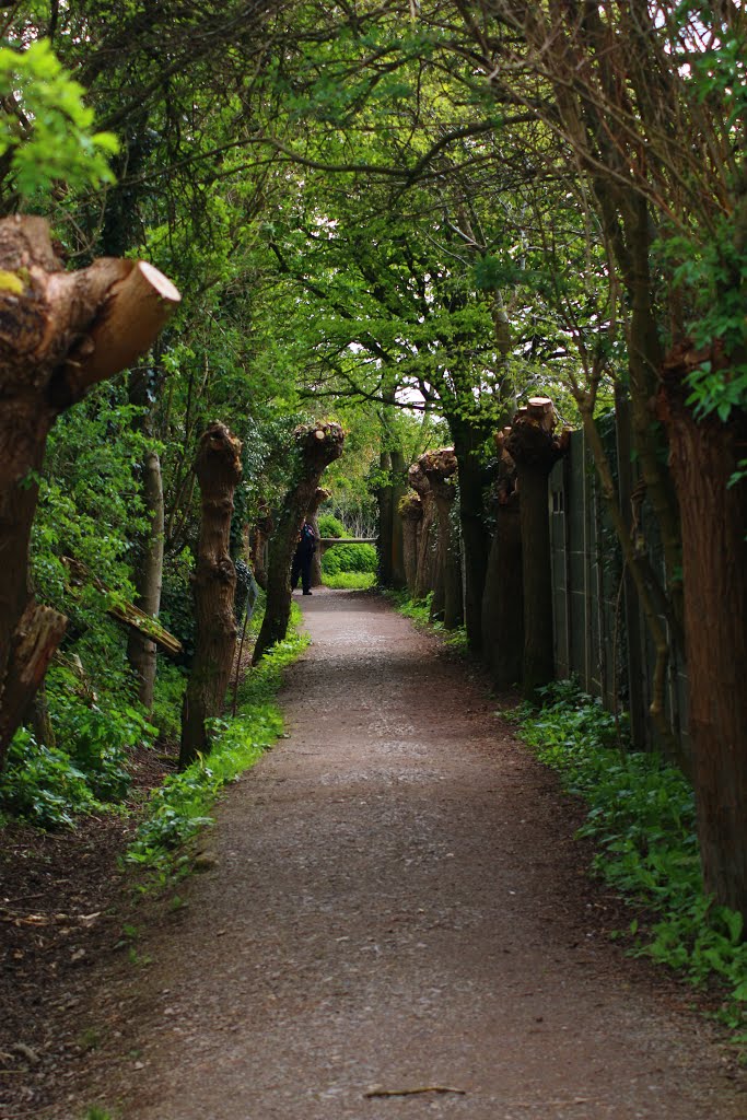 Slimbridge Wetland Centre by Dicky King