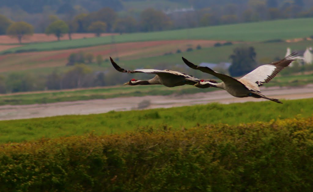 Slimbridge Wetland Centre by Dicky King