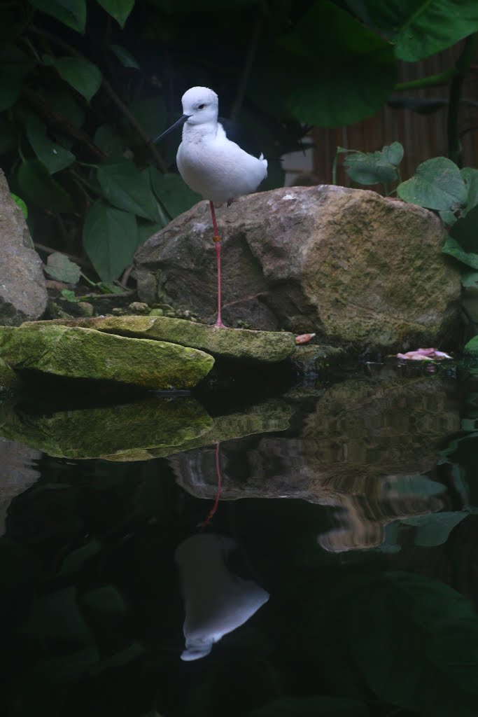 Slimbridge Wetland Centre by Dicky King