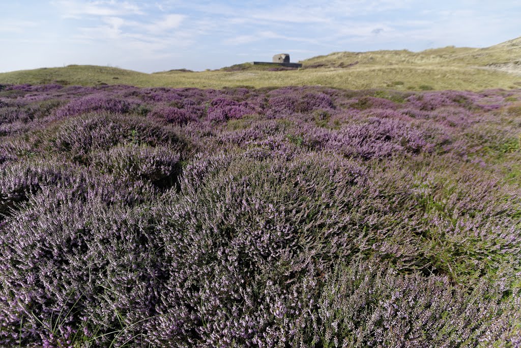 Texel - Bollekamer - View North on Flowering Heather & Batterij Den Hoorn by txllxt TxllxT