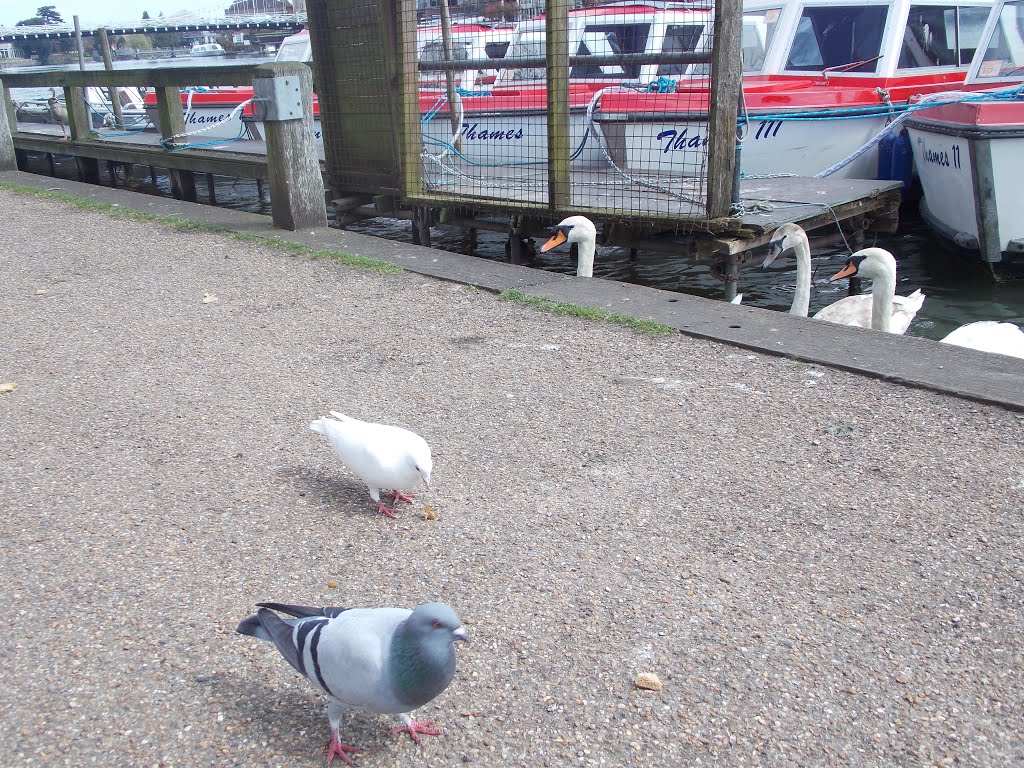 Mmm, lunch...! by The Loyal Passenger