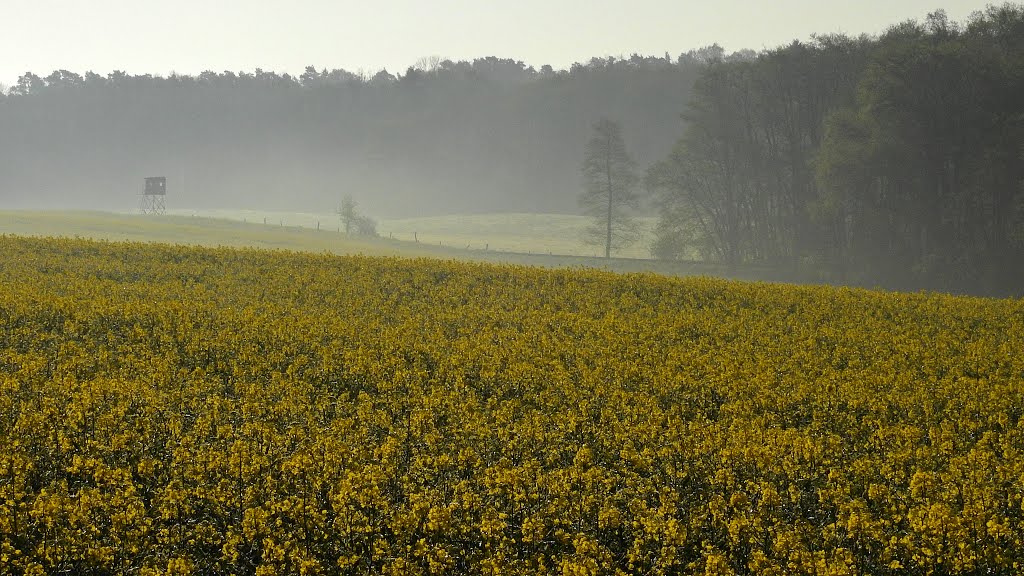 Raps bei Kargow by Günter Kriems