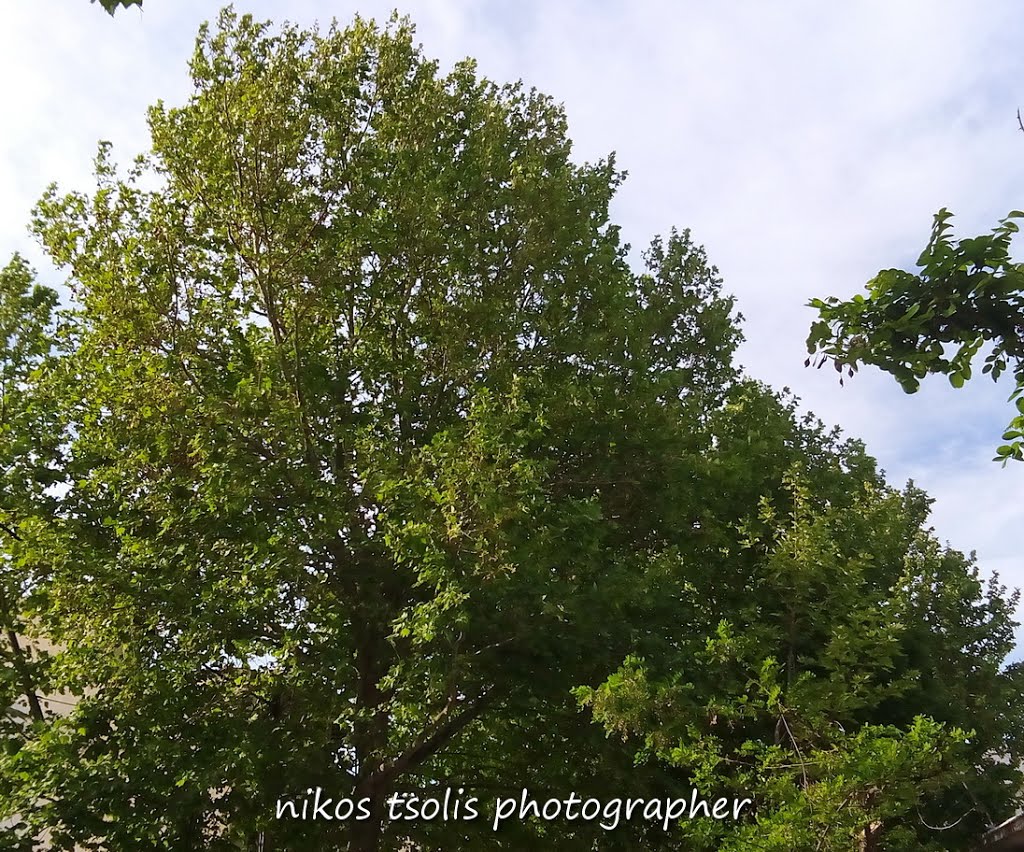 ΠΛΑΤΑΝΟΣ ΣΤΟ ΚΕΝΤΡΟ ΤΗΣ ΘΗΒΑΣ (Platanus AT THE CENTER OF THIVA) by Nikos-Natassa Tsoli