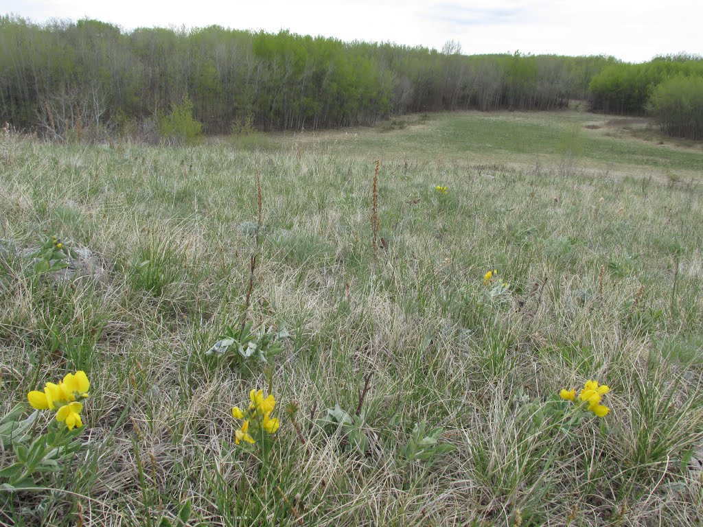 Contrasting Yellow Wildflowers And Green Aspens In Rumsey Natural Area, Alberta Apr '16 by David Cure-Hryciuk