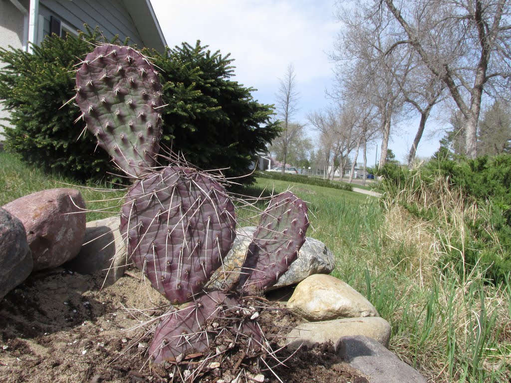 Purple Prickly Pear Cacti In Desert Gardens, Fort Saskatchewan AB Near Edmonton May '16 by David Cure-Hryciuk