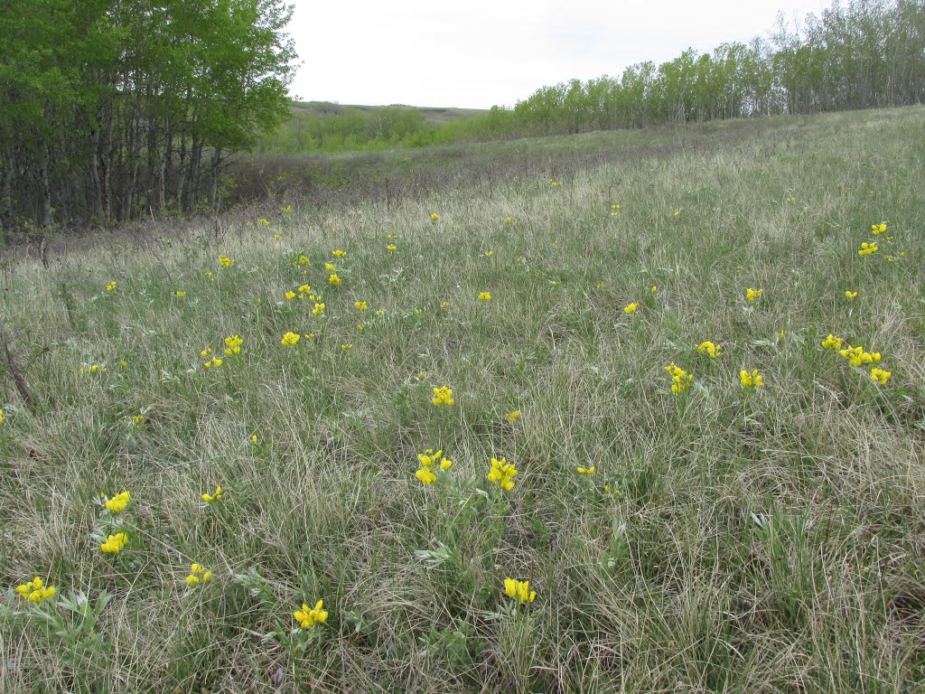 Contrasting Green And Golden Spring Prairie Hills In Rumsey Natural Area, Alberta Apr '16 by David Cure-Hryciuk