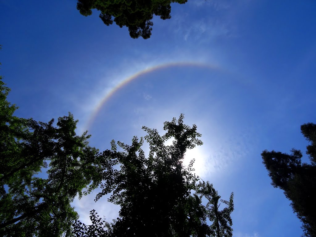 Tree silhouettes and a mid-sky rainbow, downtown Sacramento, California, USA by John Eby