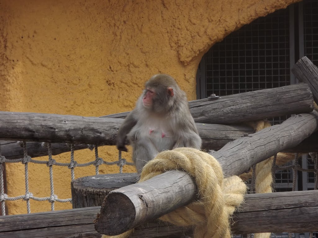 Moscow Zoo by Shlomi Ohana