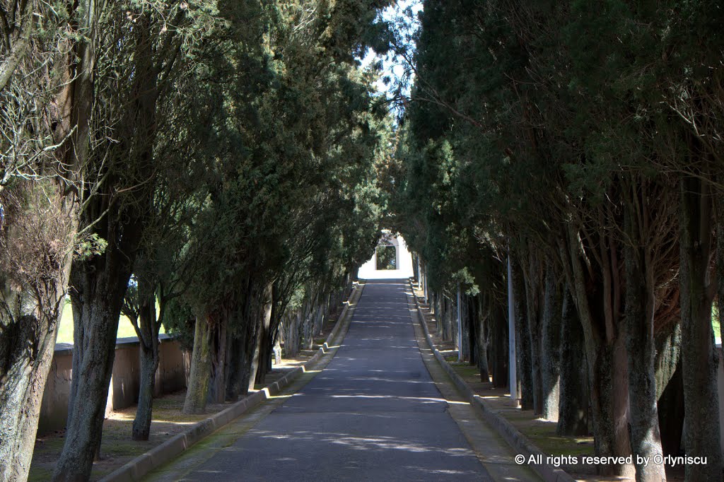 Isili: il lungo viale del cimitero by Orlando Caboni