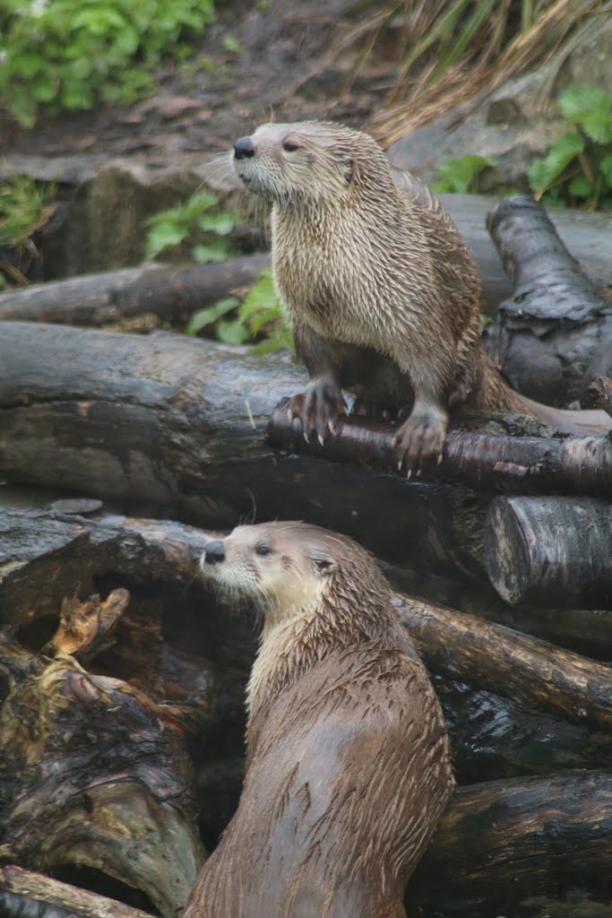 Slimbridge Otters by Dicky King