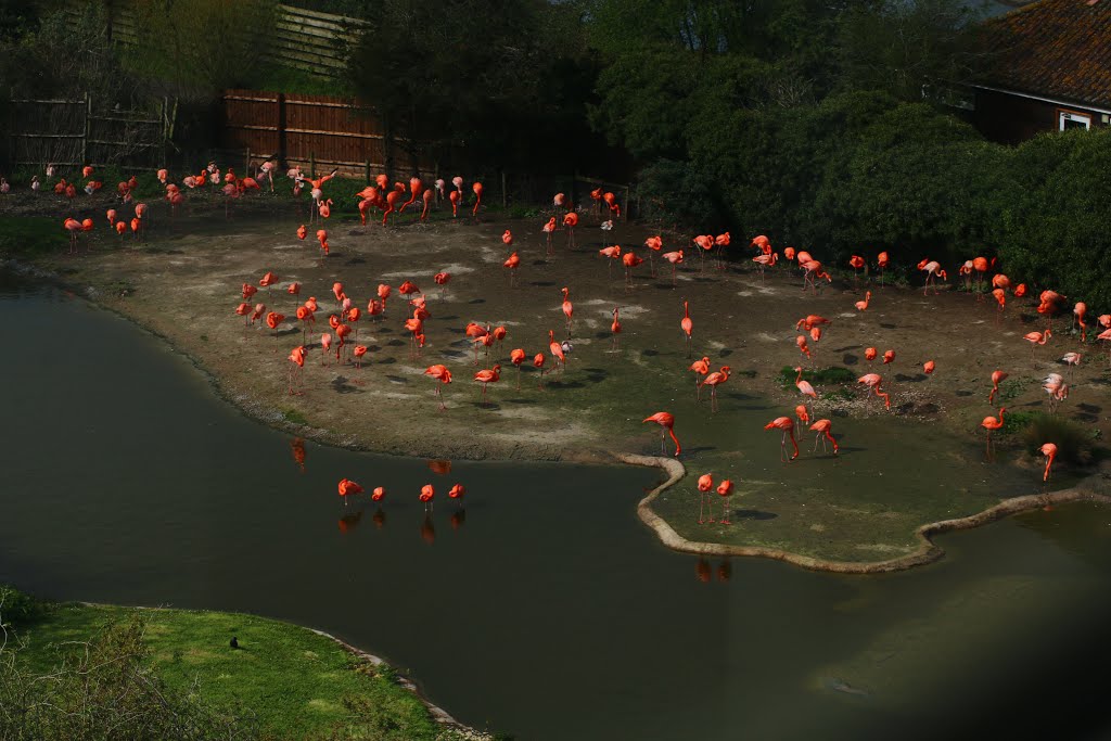 Slimbridge by Dicky King