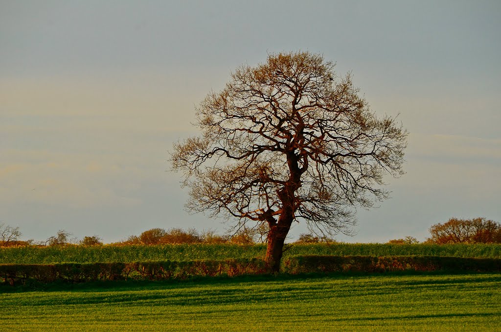 Lone tree near Gnosall by Shaun Jones