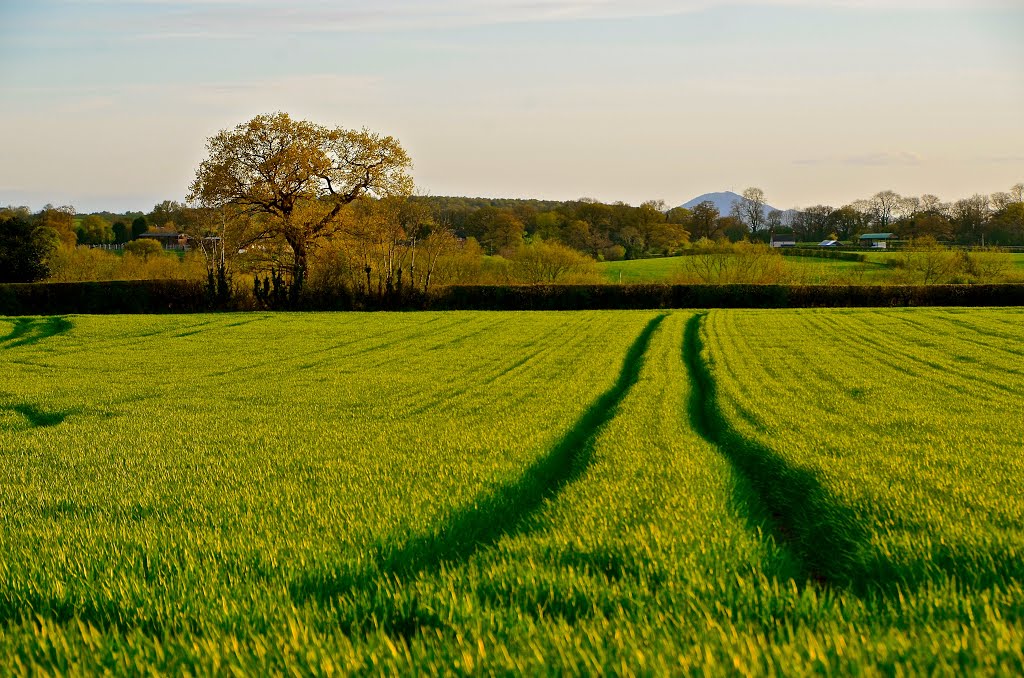 Gnosall fields by Shaun Jones