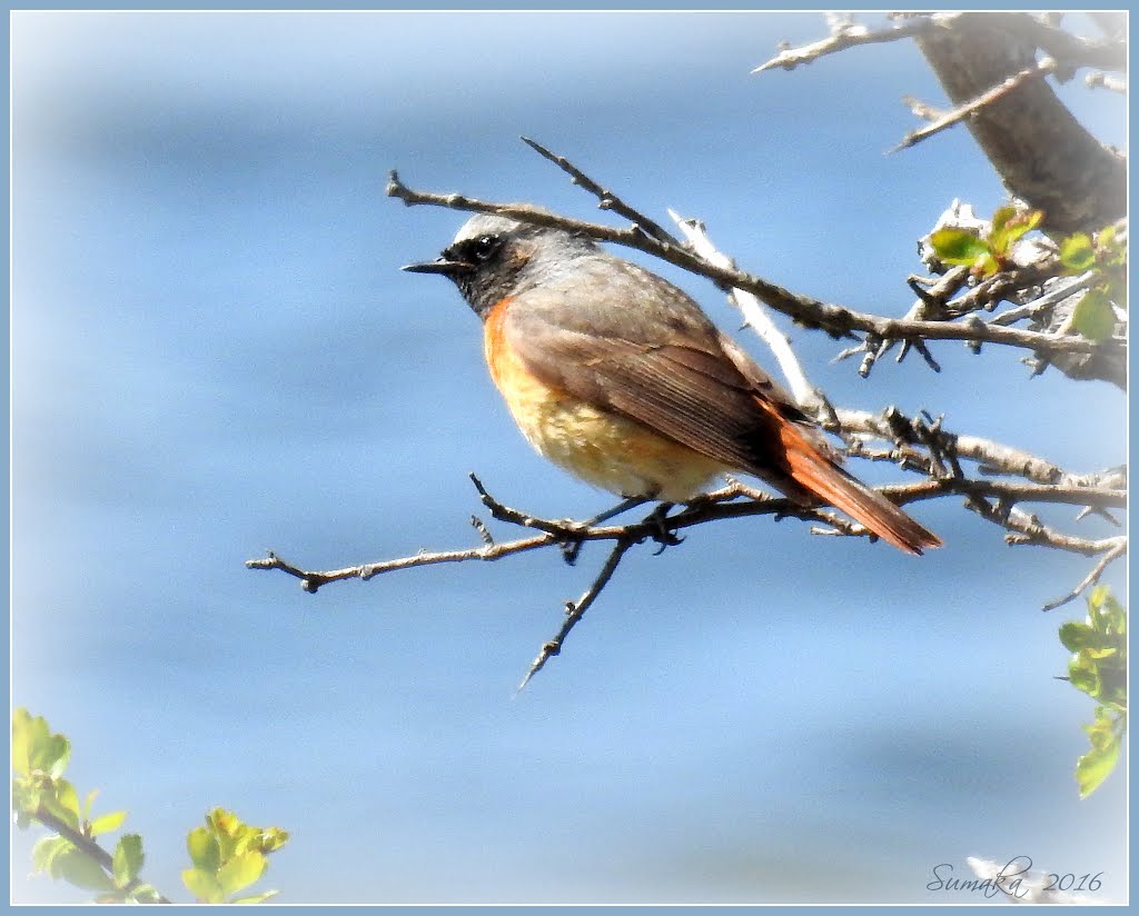 Redstart (Phoenicurus phoenicurus) by Spacebug