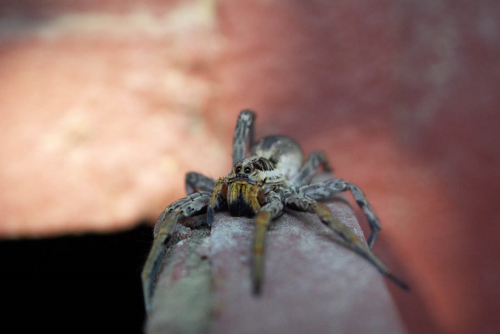 Lycosa singoriensis. Tarantula by Rumlin