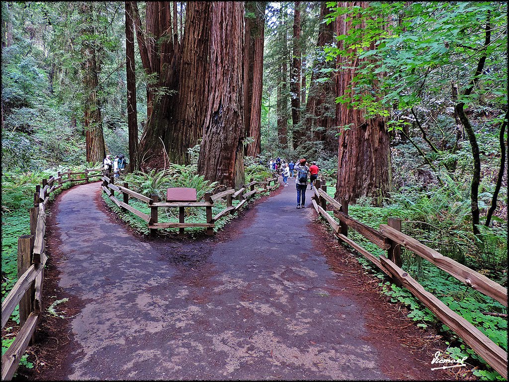 160423-058 PARQUE MUIR WOODS by Víctor Manuel Mamblo…