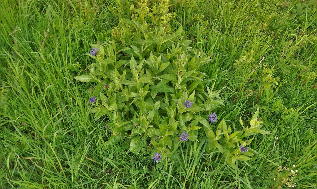 Seelscheid / Germany: Natur rund um das Dorf, ... Seelscheid / Germany: Nature around the village, ... Photographed in May 2016 by Armin U. P. (Earth V…