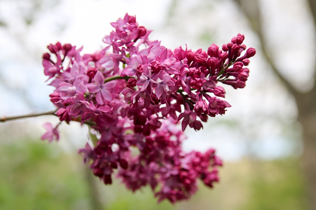 Spring Beauty by Yuri Dedulin