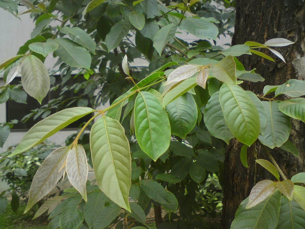 Garden inside Holy Family RMC Hospital by Kamalesh Biswas