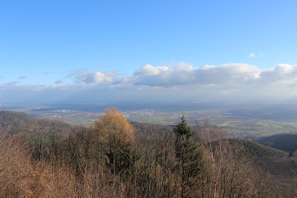 Orschwiller - Vue de la plaine d'Alsace by Kessel Luc