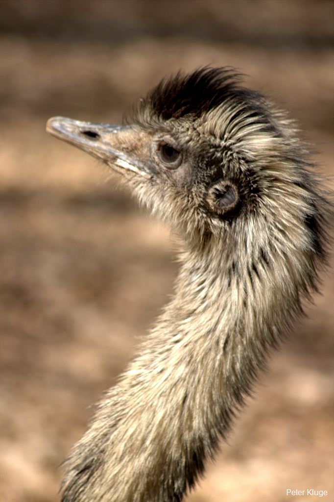 Emu by Peter Kluge