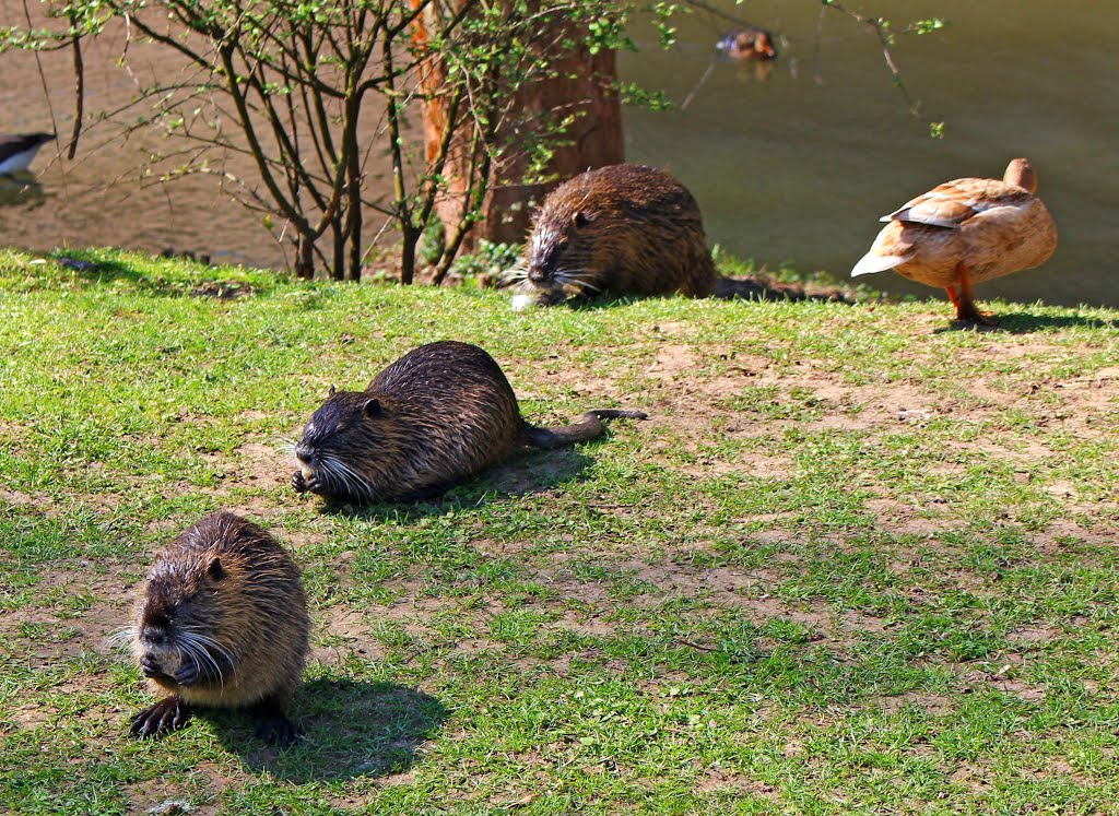 KE - Nutria im Niddapark in Bad Vilbel by Karl Eggenmüller