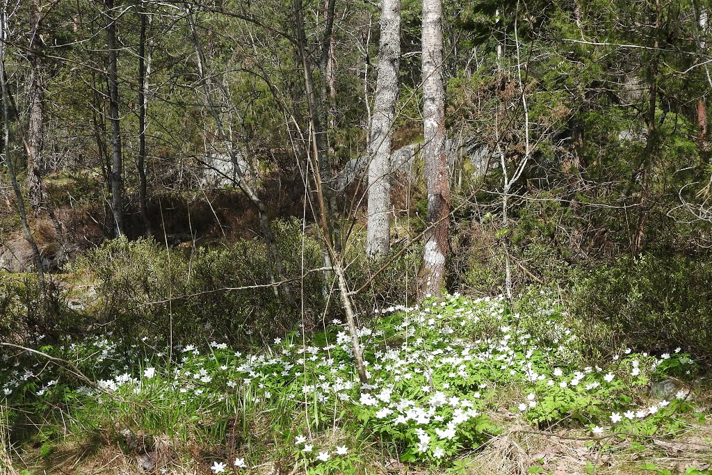 Oppegård, Norway by GrnShttrdLyte