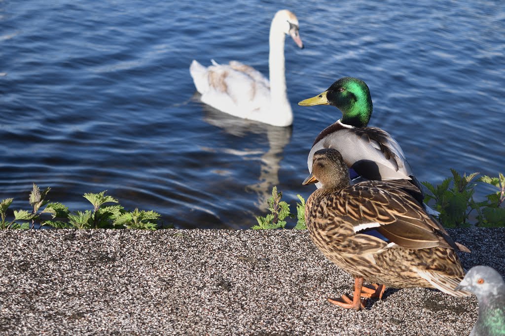 Lurgan Public Park by Ireneusz Marcinkowsk…